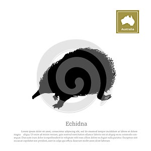 Black silhouette of echidna on a white background. Animals of Australia