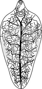 Black silhouette of Excretory system protonephridia of Sheep liver fluke Fasciola hepatica