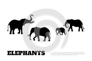 Black silhouette of a family of elephants on a white background. African animals