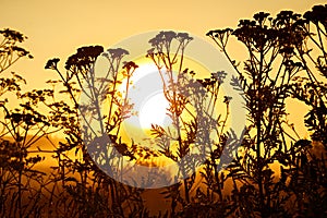 Black silhouette of flowering wildflowers in sunlight at sunrise