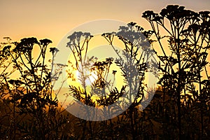 Black silhouette of flowering wildflowers in sunlight at sunrise