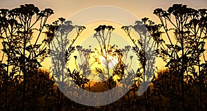 Black silhouette of flowering wildflowers in sunlight at sunrise panoramic view