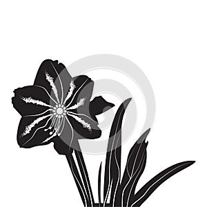Black silhouette flowers. Vector illustration icon. Vector black silhouettes of flowers isolated on a white background