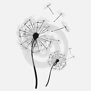 Black silhouette with flying buds of a dandelion on a white background