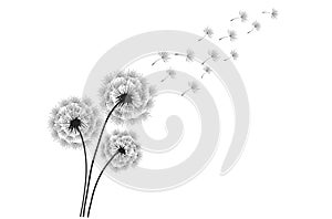 Black silhouette with flying dandelion buds . Vector on a white background