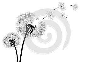 Black silhouette with flying dandelion buds . Vector on a white background