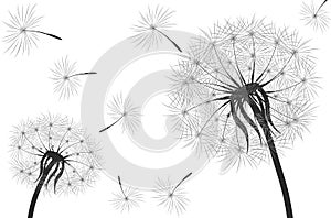 Black silhouette with flying dandelion buds . Vector on a white background.