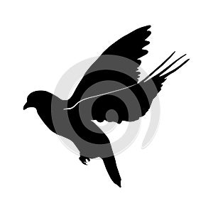 black silhouette of flying dove.