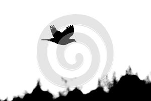 Black silhouette of flying with spred wings pigeon photo