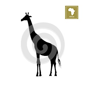 Black silhouette of a giraffe on a white background. Detailed drawing. African animals