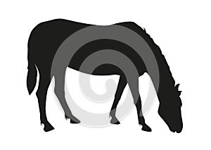 A black silhouette of a grazing horse