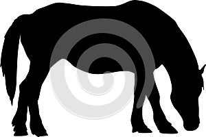 Black silhouette of grazing horse isolated on white