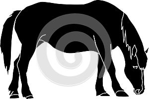 Black silhouette of grazing horse isolated on white