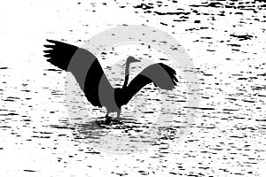 Black silhouette of heron with spread wings on lake