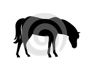 Black silhouette horse wild or domestic animal cartoon design flat vector illustration isolated on white background