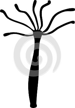 Black silhouette of Hydra polyp