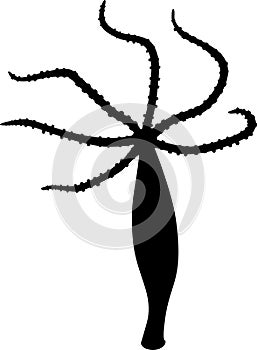 Black silhouette of Hydra polyp