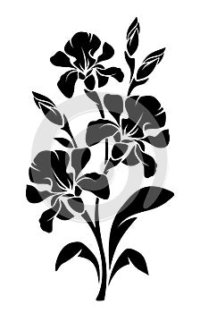 Black silhouette of iris flowers. Vector illustration. photo