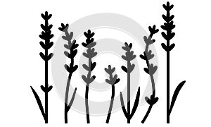 Black silhouette of lavender flowers. Flat design for poster or t-shirt. Vector illustration