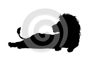 Black silhouette of lying lion on white background. Isolated icon of wild cat. African animals