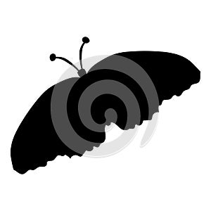 Black silhouette of a moth on a white background