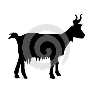 Black silhouette of mountain goat on white background of