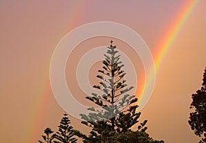 Black silhouette of Norfolk Pine Tree Araucaria heterophylla with double rainbow during sunset with gloomy blurred sky