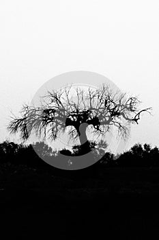 Black Silhouette of Old Olive Tree Leafless Branches