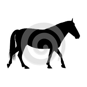 The black silhouette of one walking horse is isolated on the white background