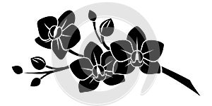 Black silhouette of orchid flowers.