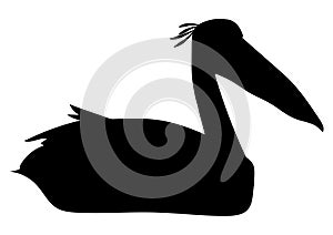 Black silhouette of a Pelican waging in water, tropical bird, big mouth bird photo