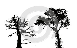 Black silhouette of a pine tree on a white