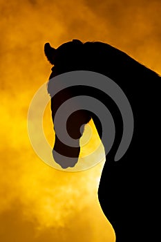 Black silhouette portrait of horse head with a orange background