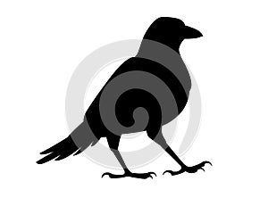 Black silhouette raven bird cartoon crow design flat vector animal illustration isolated on white background