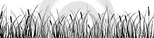 Black silhouette of reeds, sedge, cane, bulrush, or grass on a white background.Vector illustration.