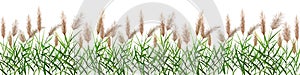 Black silhouette of reeds, sedge, cane, bulrush, or grass on a white background.Vector illustration.