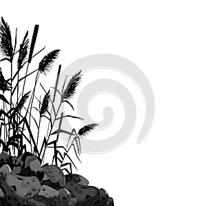 Black silhouette of reeds, sedge, stone,cane, bulrush, or grass on a white background.Vector illustration.