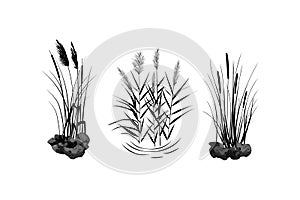 Black silhouette of reeds, sedge, stone,cane, bulrush, or grass on a white background.Vector illustration.