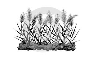 Black silhouette of reeds, sedge, stone,cane, bulrush, or grass on a white background.Vector illustration.