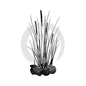 Black silhouette of reeds, sedge, stone,cane, bulrush, or grass on a white background.Vector illustration.