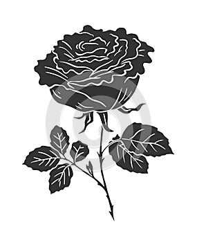 Black silhouette of a rose