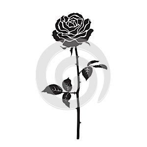 Black silhouette of rose flower with leaves and stem isolated on white background. Vector illustration.