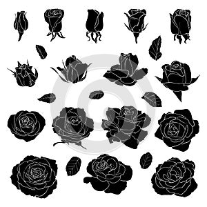 Black silhouette roses isolated on white background