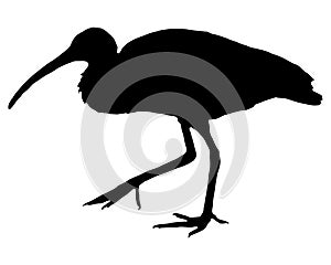 Black silhouette of a Scarlet ibis on white