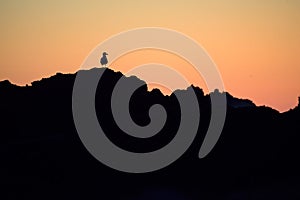 Black silhouette of seagull on the rocks