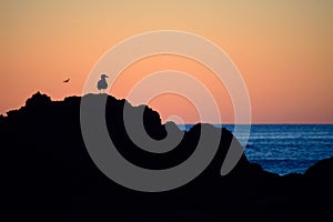 Black silhouette of seagull on the rocks ocean on background