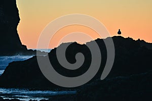 Black silhouette of seagull on the rocks ocean on background