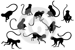 Black silhouette set of cute vervet monkey cartoon animal design flat vector illustration isolated on white background