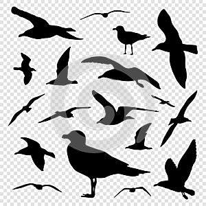 Black silhouette set of seagull on transparent background vector