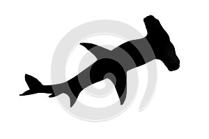 Black silhouette shark hammer. Illustration of a hammerhead shark bottom view